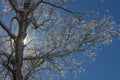 Winter Tree Covered with Snow and Ice Royalty Free Stock Photo