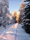 Sunlight beneath snowmobile tracks in northern Sweden