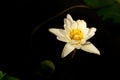 Sunlight Blooming White Lotus Flower Decoration in the Water