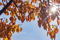 Sun light through yellow leaves in autumn