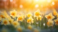 sunlight bokeh spring