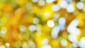 The Sunlight and Bokeh in Yellow Theme