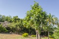 Sunlight On Breadfruit Tree