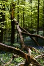 Hallerbos on a sunny spring afternoon Royalty Free Stock Photo