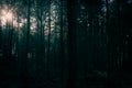 Sunlight breaking through into  moody dark forest Royalty Free Stock Photo