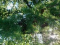 Sunlight breaking throung larch needles