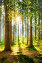 Sun shining through trees in German forest Royalty Free Stock Photo