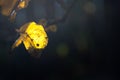 Sunlight breaks through the apple leaf .