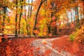 Sunlight breaks through the autumn leaves of trees Royalty Free Stock Photo