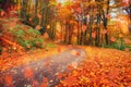 Sunlight breaks through the autumn leaves of trees Royalty Free Stock Photo