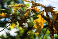 Sunlight breaks through on golden orange oak leaves at early autumn