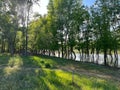 Sunlight breaks through green trees by the river