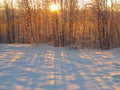 Sunlight breaks through the trees at sunset in a snowy winter landscape