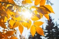 Sunlight breaks through the yellow autumn leaves of the trees Royalty Free Stock Photo