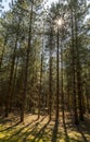 Sunlight bursting through the canopy of the forest Royalty Free Stock Photo