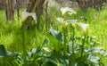 Sunlight in Calla Lily Forest Royalty Free Stock Photo