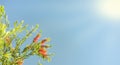 Sunlight on callistemon blossoms condolence background