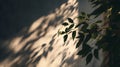 Sunlight casts dappled leaf shadows on a textured wall, bright and airy Royalty Free Stock Photo