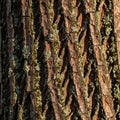 Sunlight casts shadows, enhancing the bark s textured appearance Royalty Free Stock Photo
