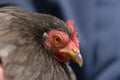 1 - Super close up macro portrait of pet grey pekin bantam chicken Royalty Free Stock Photo