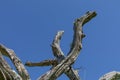 Sunlight on a collection of gnarly branches, checked wood with moss, isolated against a deep blue sky