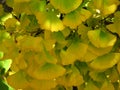 Sunlight coming through Ginkgo biloba tree branches and leaves. Vivid golden yellow and green tree leaves.