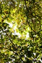 View of backlit leaves of London plane tree in Autumn Royalty Free Stock Photo