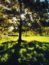 Sunlight coming through an oak tree Royalty Free Stock Photo