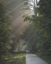 Sunlight coming through trees and foggy misty conditions on cycling and walking path. Zonlicht door de boomtoppen en mist over