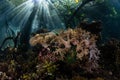 Sunlight and Coral Garden in Mangrove Forest