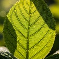The sunlight creates contrasting shadows and brightens the leaf emphasizing Royalty Free Stock Photo