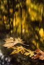 Sunlight creates golden Fall Colors