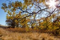 Sunlight creates intense colors of gold, yellow and orange amongst the grasses and trees of Snow Mountain Ranch