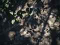 Sunlight Creates Shadows of Leaves on Forest Floor with Pine Needles. Summer Nature Scene Royalty Free Stock Photo