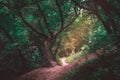 Sunlight through the crowns of trees in a dark forest. Forest sunbeams. Sunrays in dark forest. Forest sunlight shadows. Path in Royalty Free Stock Photo