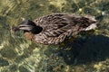 Sunlight dapples the clear fresh water of Lake Rotoiti as a female duck swims by Royalty Free Stock Photo