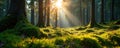Sunlight dapples mossy forest floor tall spruce trees scenic high-resolution Royalty Free Stock Photo