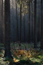 Sunlight in a dark forest on moss, ferns and branches