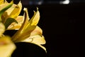 Yellow Easier Spring Day Lilies 025