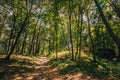 Sunlight In Deciduous Forest, Summer Nature Landscape. Lane Path Pathway Way in Sunny Forest Royalty Free Stock Photo