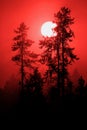 Sunlight Deep Red in Morning Mist Fog in Pine Tree Forest Wilderness Royalty Free Stock Photo