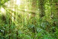 Sunlight in dorrigo world heritage rainforest Royalty Free Stock Photo