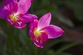 Sunlight drop on pink rain lily flowers in the garden Royalty Free Stock Photo