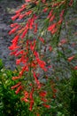 Sunlight effect on the Russelia red firecracker flower