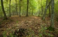 Sunlight entering autumnal deciduous forest