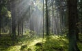 Sunlight entering misty coniferous forest