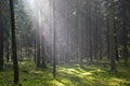 Sunlight entering misty coniferous forest