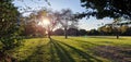 Sunlight in the evening with cherrytrees and meadow Royalty Free Stock Photo