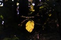 sunlight falling on a leaf of a teak plant making it yellow in the jungle of ASSAM