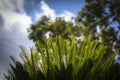 Light falling on a palm like tree Royalty Free Stock Photo